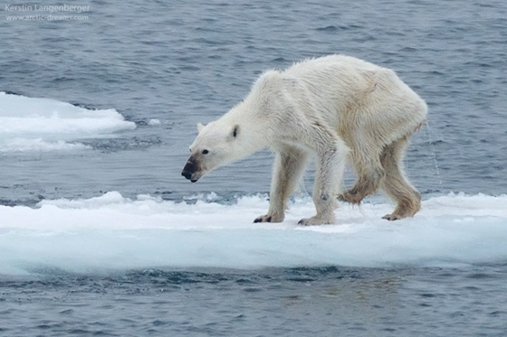 sovány jegesmedve
